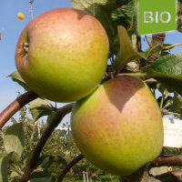 Bio-Apfel Zuccalmagliorenette