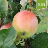 Bio-Apfel Zuccalmagliorenette