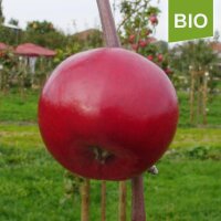 Erdbeerapfel bio|truncate:60