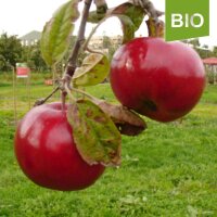 Erdbeerapfel bio
