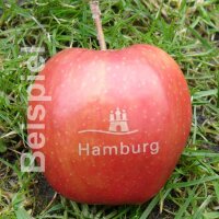 4 rote Logo-Äpfel! Laser in 4er Apple Tray verpackt