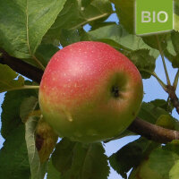 Bio-Apfel Ruhm aus Vierlanden