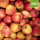 Florina 5kg Bio-Apfel