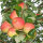 Herbstprinz Äpfel 3kg-Kiste