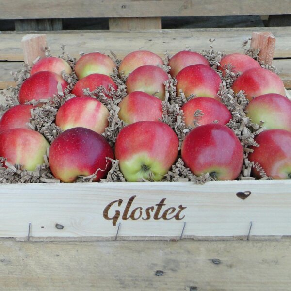 Gloster Bio-Äpfel 3kg-Kiste