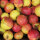 Mostäpfel, 13kg Bio-Santana-Saftäpfel