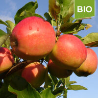 Bio-Äpfel der Sorte Gala 5kg