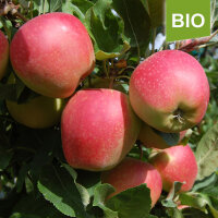 Bio-Äpfel der Sorte Gala 5kg