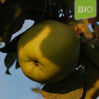 Bio-Apfel Antonowka