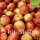 Bio-Äpfel 5kg-Steige / Jonagored