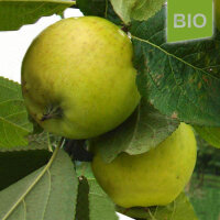 Bio-Apfel Weißer Astrachan