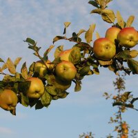 Signe Tillisch Bio-Äpfel 5kg