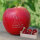 Liebesapfel rot / Dein Antrag + 2 Textzeilen / 6 Äpfel Holzkiste / Kiste ohne Branding