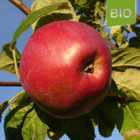 Bio-Apfel Kaiser Alexander