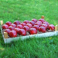 25 rote LOGO-Äpfel  in Obstkiste dekorativ verpackt|truncate:60