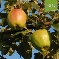Wachsrenette Bio-Äpfel 5kg