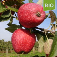 Bio-Apfel Maren Nissen 4kg