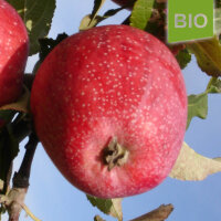 Bio-Apfel Maren Nissen 4kg
