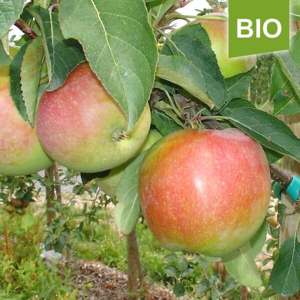 Apfelbaum-Patenschaft BIO / Jamba / 2024 / Standard Verlängerung 10kg