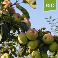 Bio-Äpfel Charlamowsky 5kg|truncate:60