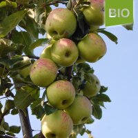 Bio-Äpfel Charlamowsky 5kg