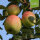 Bio-Äpfel Charlamowsky 5kg