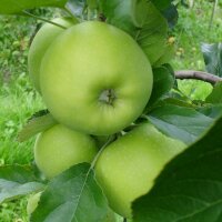 Nicogreen Apfel 6kg unreif sehr knackig