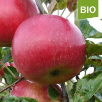 Bio-Apfel Idared|truncate:60