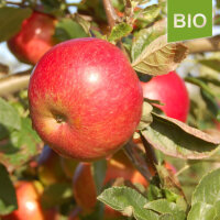 Bio-Apfel Idared