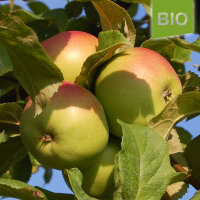 Landsberger Renette Bio-Äpfel 5kg