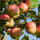 Bio-Apfel Piros 4kg