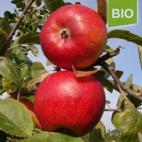 Bio-Apfel der Sorte Alkmene