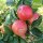 Bio-Apfel der Sorte Alkmene