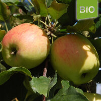 Bio-Apfel der Sorte Delbarestivale (Delbar)