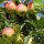 Bio-Apfel der Sorte Delbarestivale (Delbar)