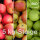 Bio-Äpfel 5kg-Steige / 3 Sorten Apfelmix