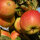 Jonagold Bio-Äpfel 3kg-Kiste