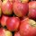 Bio-Äpfel 3kg-Steige / Elstar