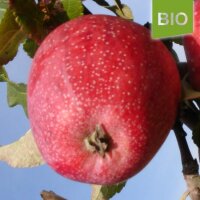Bio-Apfel Maren Nissen