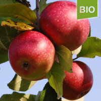 Rote Sternrenette Bio-Äpfel 2kg|truncate:60