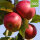 Rote Sternrenette Bio-Äpfel 2kg