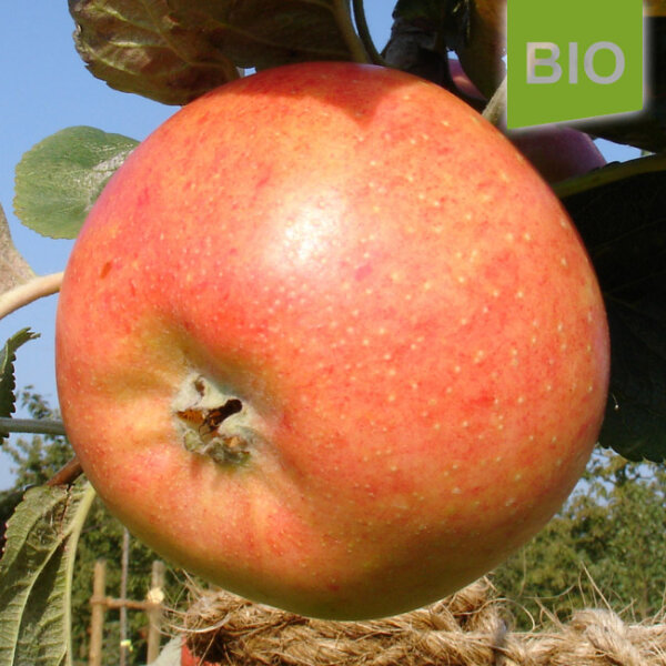 Bio-Apfel Reder`s Goldrenette
