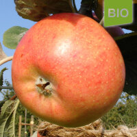 Bio-Apfel Reder`s Goldrenette|truncate:60