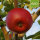 Bio-Apfel Einzelbox / Santana