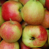 Apfel Santana - Der Allergiker-Apfel -|truncate:60