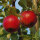 Apfel Santana - Der Allergiker-Apfel -