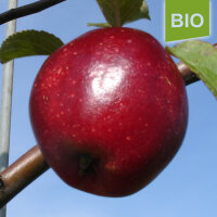 Bio-Apfel Ostfriesischer Kalvill