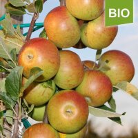 Apfelbaum-Patenschaft BIO / Cox Orange / 2024+2025 / Standard je 10kg / Gutschein 20€ Hofladen-Hofcafe
