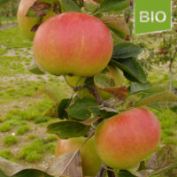 Auralia Bio-Äpfel 5kg