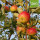 Auralia Bio-Äpfel 5kg